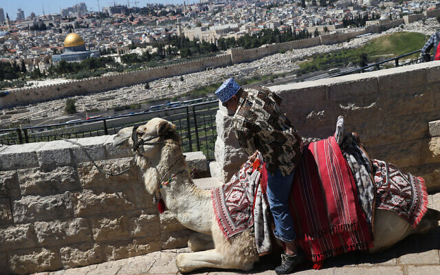 Illustrative: A camel rests with Jerusalem's Old City in the backdrop on April 5, 2015. (Nati Shohat/Flash90)